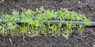 Once the seedbed has been improved, it is time to plant. How To Plant Carrots Lopez Island Kitchen Gardens