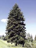 Image result