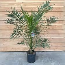 Image result for Phoenix canariensis
