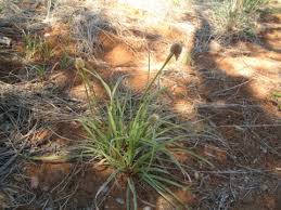 Image result for Kyllinga alba