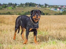 We import german and/or european rottweilers that carry traits of many generations of highly discriminating breeding practices. Rottweiler Gesundheit Gibt Es Rassebedingte Krankheiten