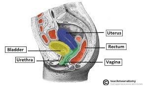 Dixon ztr 4516k 2003 parts diagram for mower deck 42 u0026quot. The Vagina Structure Function Histology Teachmeanatomy