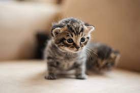 brown tabby kitten on white textile photo free cat image on unsplash cat pics cats and kittens kittens