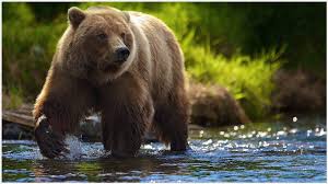 Image Result For Bear In Water Bear Wallpaper Brown Bear Grizzly Bear