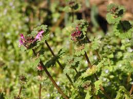 It grows in part sun and shaded areas and comes in a variety of colors: It S Spring And Everything S Blooming Including The Weeds Master Gardeners Of Northern Virginia