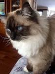 Seal Point Ragdoll - My Ragdoll Cats