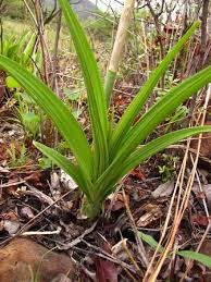 Image result for Eulophia streptopetala