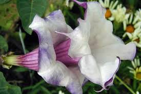 Image result for durman obecný květ