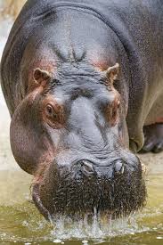 Hippo With Dropping Mouth Hippopotamus South African Animals Hippo