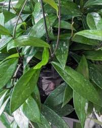 Image result for Xyris obscura