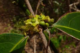 Image result for Salacia madagascariensis