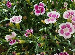 Maybe you would like to learn more about one of these? Small Pink White Edges 5 Petal Flowers Stock Image Image Of Bush Flowers 123653729