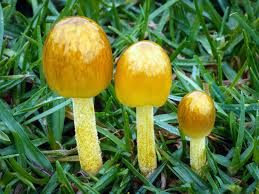 Image result for Bolbitius sp.