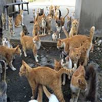 Ruyada Kedi Surusu Gormek Ne Anlama Gelir Neye Isarettir Ruya Tabirleri