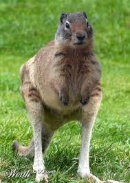 Squirrel Kangaroo Squirrelroo Animal Crossbreed Worth1000 Contest Entry Photoshopped Animals Animals Weird Animals