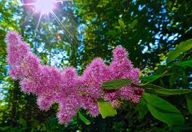 Image result for Spiraea douglasii