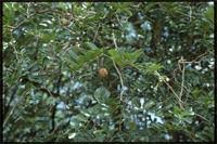 Image result for Xanthocercis zambesiaca