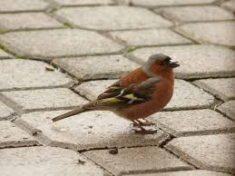 Buchfink Buchfink Einheimische Vogel Heimische Vogel