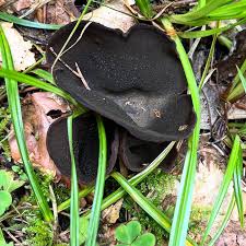 Image result for Nicolasia nitens