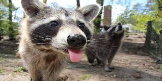 Shake away coyote urine shake away is supposed to be one of the strongest repellants against raccoons that is natural and mothballs your grandmother just keeps ranting and raving about how you should have used mothballs to keep the raccoons away. What Scares Off Raccoons How To Keep Them Away
