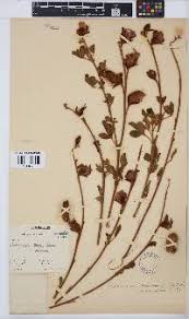 Image result for Ascolepis pusilla