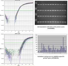 One of the very best ways to monitor your cat's health status is to weigh your cat weekly. Tissuescan Colon Cancer Cdna Array V Hcrt105 Origene