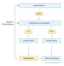 Learn how abnormally low or high levels can impact a man's physical and mental health. Pharmawiki Testosteron