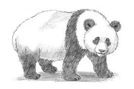 How To Draw A Panda Cute Baby Step By Step With Pictures Panda Drawing Bear Drawing Panda Sketch