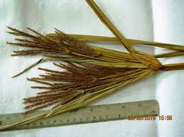 Image result for Cyperus latifolius