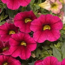 Image result for calibrachoa million bells