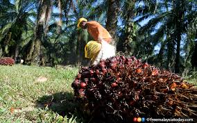 Malaysia Tak Saman Eu Larang Guna Minyak Sawit Free Malaysia Today