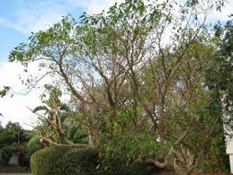 Image result for Tabernaemontana elegans