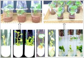 Image result for Bothriocline