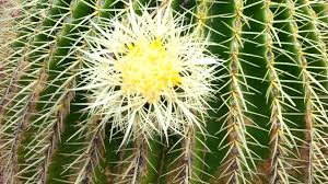 Use the shovel to loosen the soil around the base of the cactus. Golden Barrel Cactus Flowers Echinocactus Grusonii Golden Ball Hd 02 Youtube