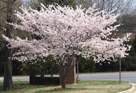 They warm up to attractive shades of yellow, orange and red in the fall before shedding to the ground. Yoshino Cherry Trees Blooming In Spring Flowering Cherry Tree Yoshino Cherry Tree Yoshino Cherry