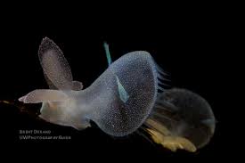 Image result for Melinis ambigua