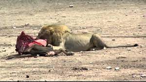Lion And Jackals Eating A Wildebeast Mpg Youtube