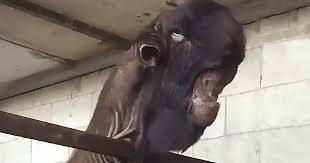 World S Ugliest Goats Look Super Cute Until They Grow Up Bored Panda