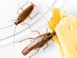 Elles vont se nourrir des aliments dans votre cuisine, abimer votre tapisserie, vos livres, vos appareils électroniques et certaines espèces peuvent même transmettre des germes aux êtres humains. Tout Ce Qu Il Faut Savoir Sur Les Cafards