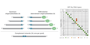 Dna ligase catalyzes the joining of adjacent polynucleotides and thus plays important roles in dna metabolism. When Fidelity Matters A Frank Discussion About Ligase Fidelity