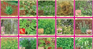 various kinds of herbal medicines spectrum educational