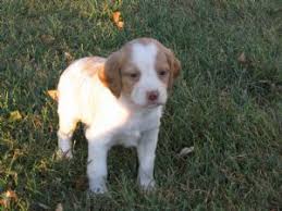 We were founded in 2011 as an off shoot of treasure keepers brittany's. Brittany Spaniel Puppies In Iowa