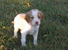 Akc german wirehair pointer puppies for sale. Brittany Spaniel Puppies In Iowa