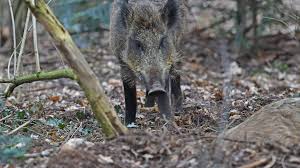 Nur eines können sie noch nicht. Wildschwein Attacke Joggerin Zu Boden Geworfen Unterferrieden Nordbayern