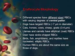 They lack a cell nucleus and. Vtht 2323 Clinical Pathology I L Vanvalkenburg General Functions Purpose Of Blood Transportation Transportation Dissolved Gases Waste Products Hormones Ppt Download