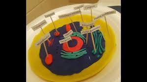 We did not find results for: Animal Cell Model With Play Doh Youtube