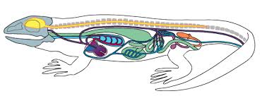 Informationen über die inneren organe des menschlichen körpers in einem 3dmodell. Die Inneren Organe Der Wirbeltiere Am Beispiel Eines Reptils Eidechse Diagram Quizlet