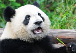 Enjoy our wide range of fun facts animals for kids. 10 Facts About Pandas National Geographic Kids