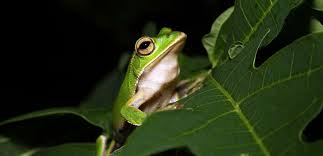 Maybe you would like to learn more about one of these? How To Get Rid Of Frogs And Keep Them Away Yard Pool Or Pond