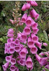 Pin On Flowers Foxgloves Digitalis
